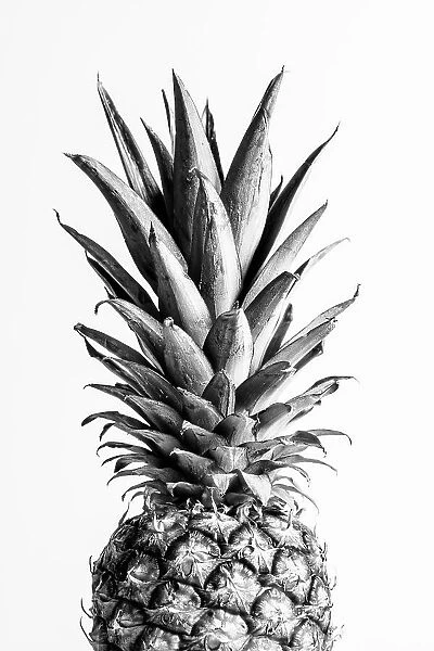 Pineapple Black & White 01