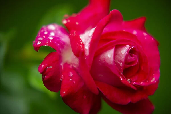 pink rose. engin akyurt