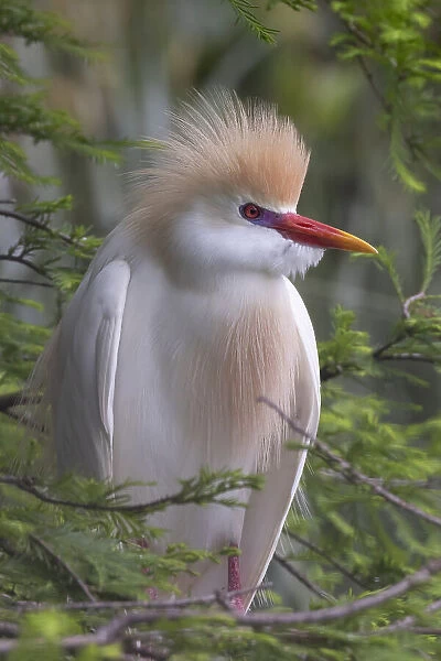 Plumage of the Cattle Egret