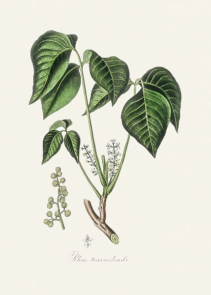 Poison Ivy (rhus Toxicodendron) Medical Botany