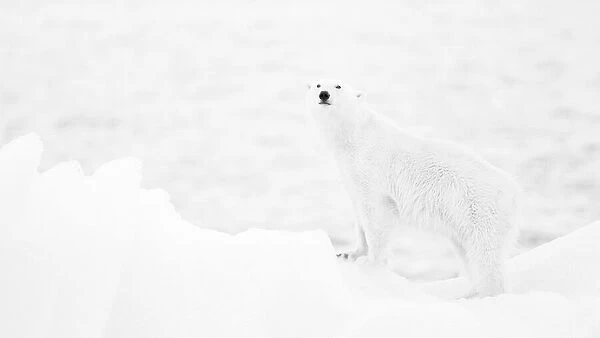 Polar bear in b&w