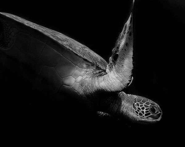 Portrait of a sea turtle in black and white (II)