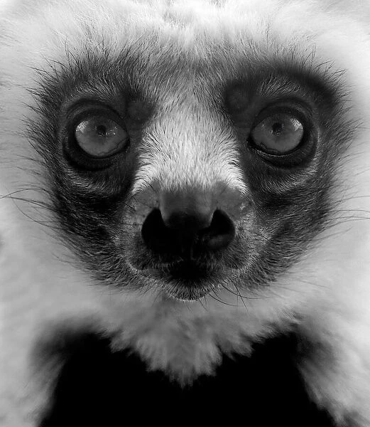 Portrait of a young Lemur