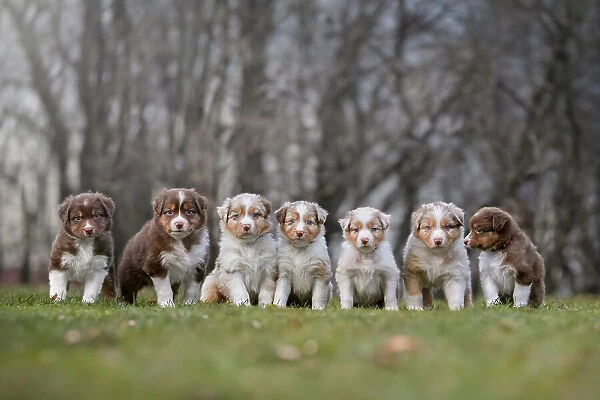 Puppy group