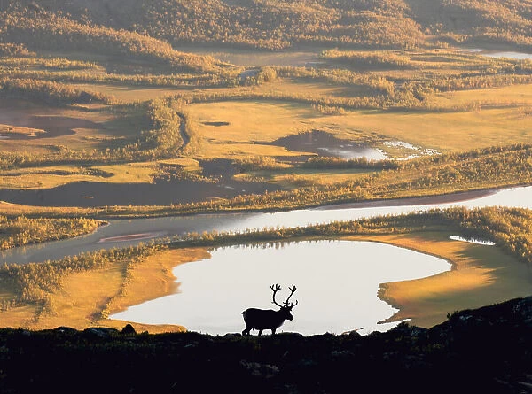 Reindeer in Swedish landscape