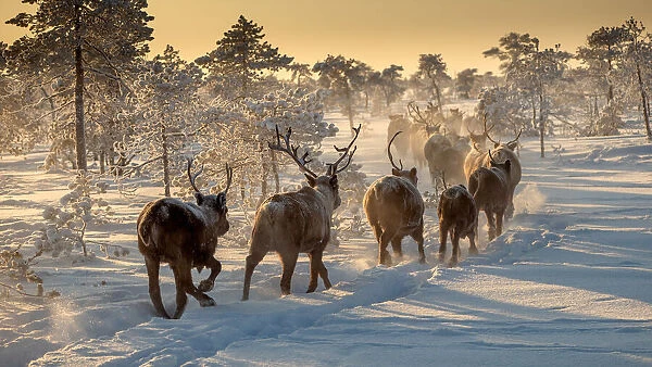 Reindeers hunting