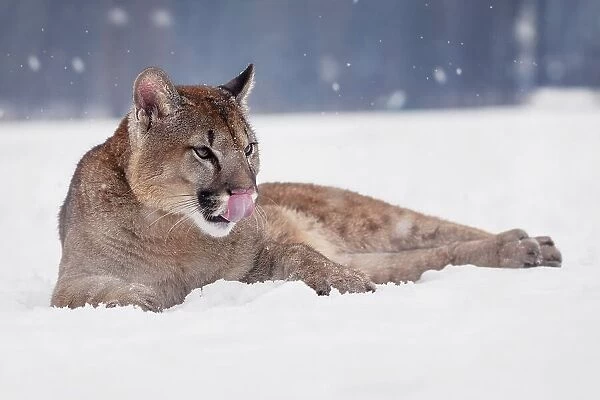 Resting cougar