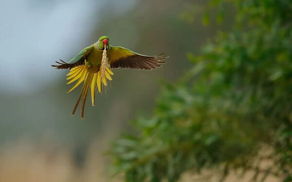 Rose ring Parakeet in flight