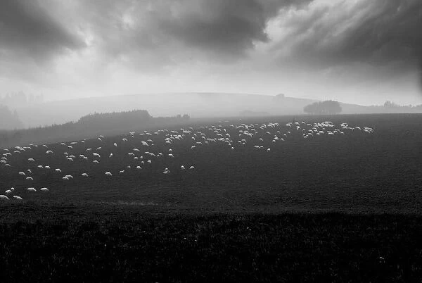 sea of sheeps