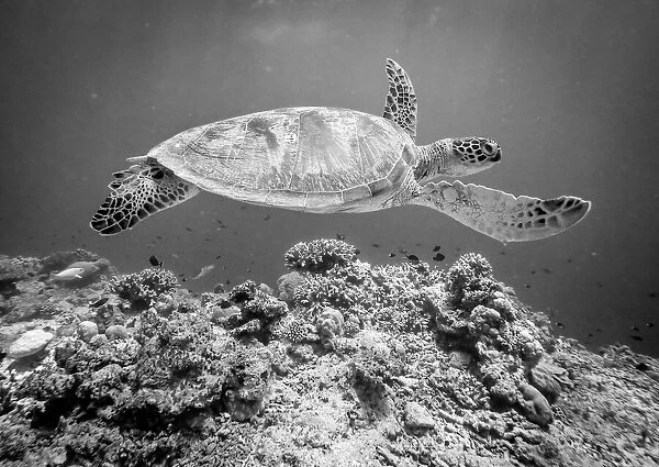 Sea Turtle at Sipadan