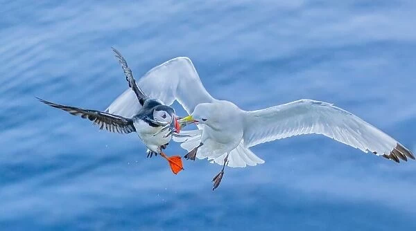 A seagull robbing a puffin