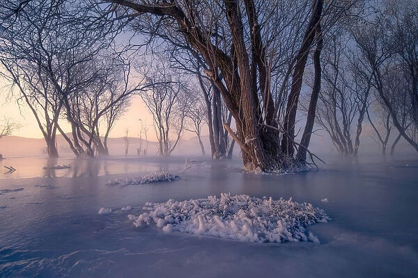 Secret Forest in Ice and Snow