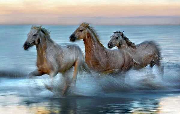 Slow motion horses