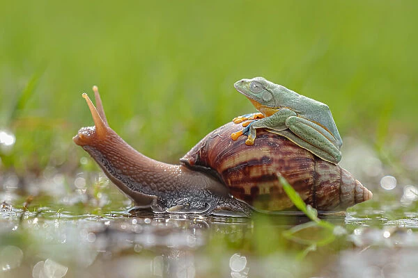 Snail transportation
