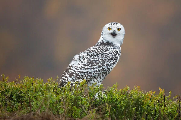 Snowy Owl. Milan Zygmunt