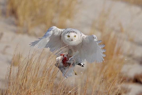 Snowy Owl. Gavin Lam