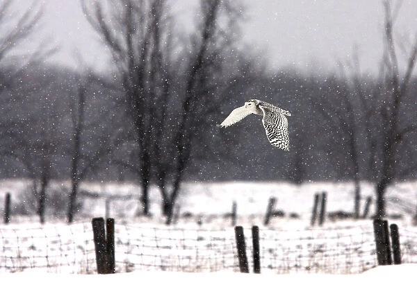 Snowy Owl flying through the snow