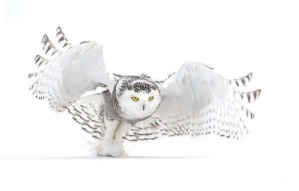 Snowy Owl - Jazz Wings