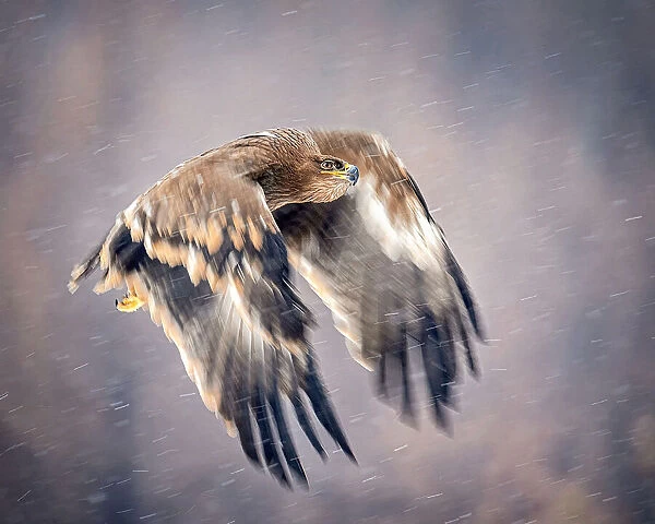 Soaring in the snow