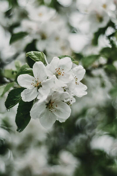 Spring Series - Apple Blossoms in the Rain 2 / 12