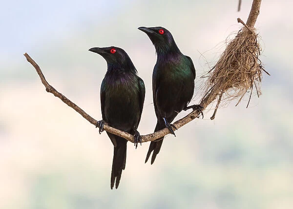 Starling Couple