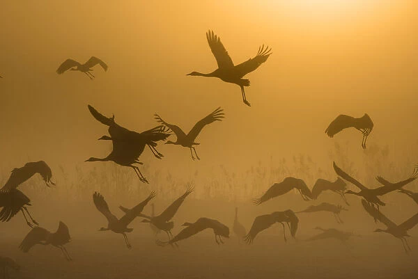 Sunrise with Cranes