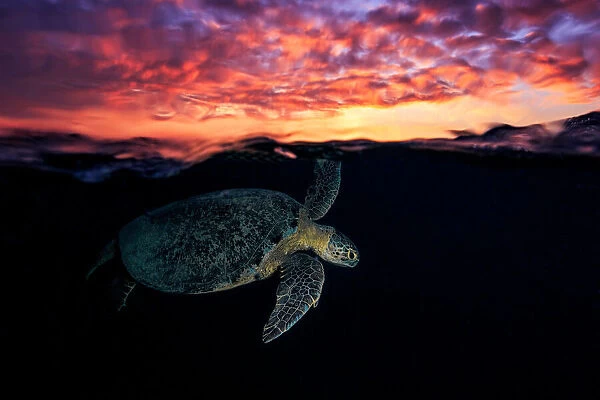 Sunset turtle