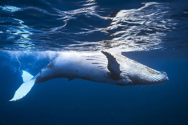 On the surface of the water: a humpback whale