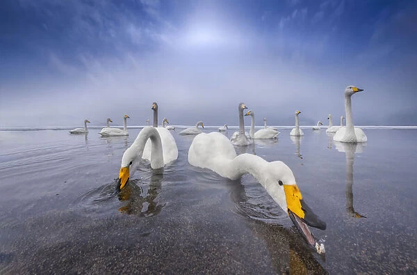 Swan Lake. Larry Deng