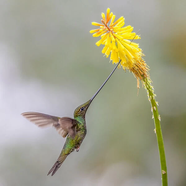 Sward_Billed Hummingbird