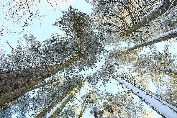 Tall Pine Trees, Snow, Golden Glow