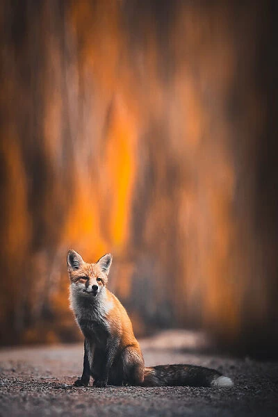 Fox. TIANQI