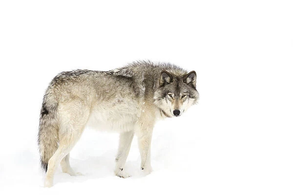 Timber wolf walking through the snow