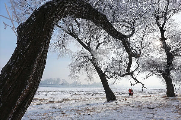Tree and Frozen land