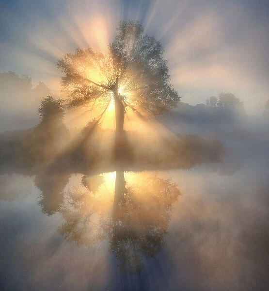 Tree of light