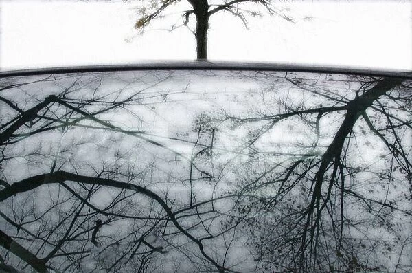 Tree-reflection # 02