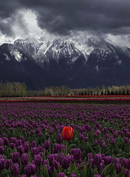 Tulip in Vancouver, Canada