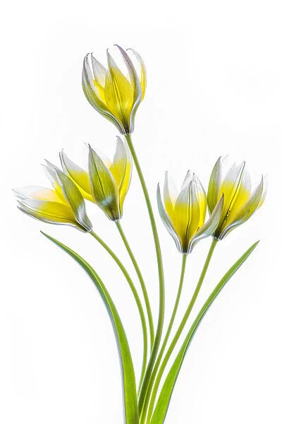 Tulipa. Mandy Disher