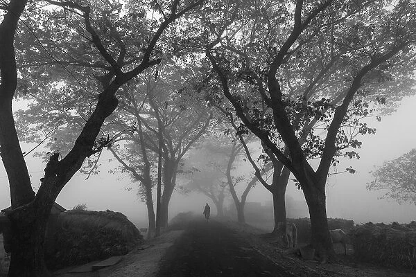Village road in morning fog