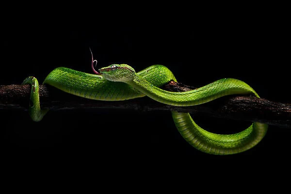 viper one. Rooswandy Juniawan