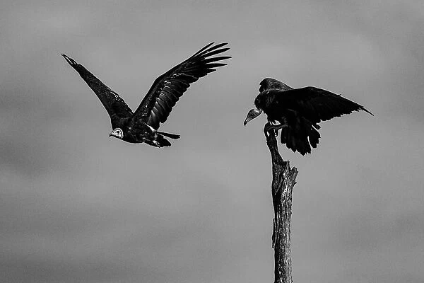 Vultures arriving