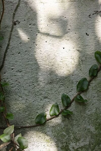 Wall, climbing plant