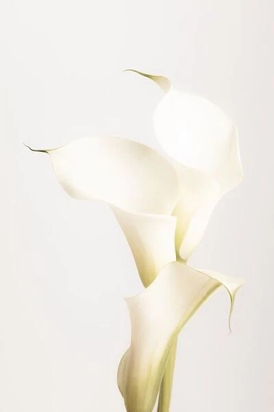 White Calla Lily No 3