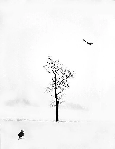White solitude