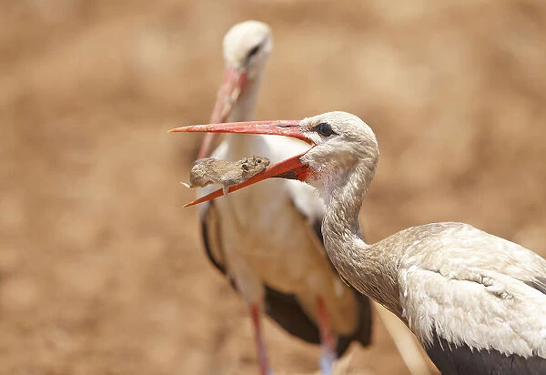 White Stork with food