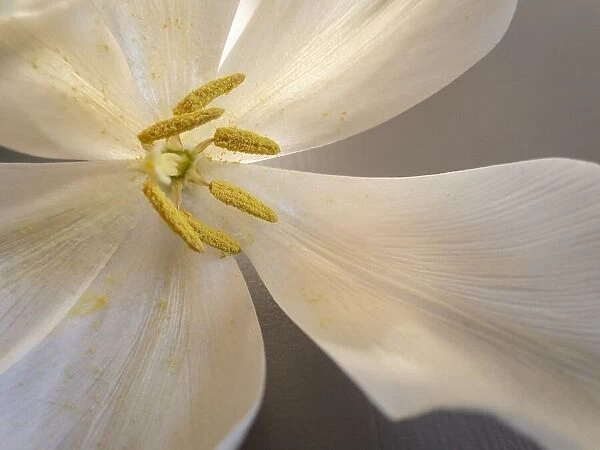 White tulip