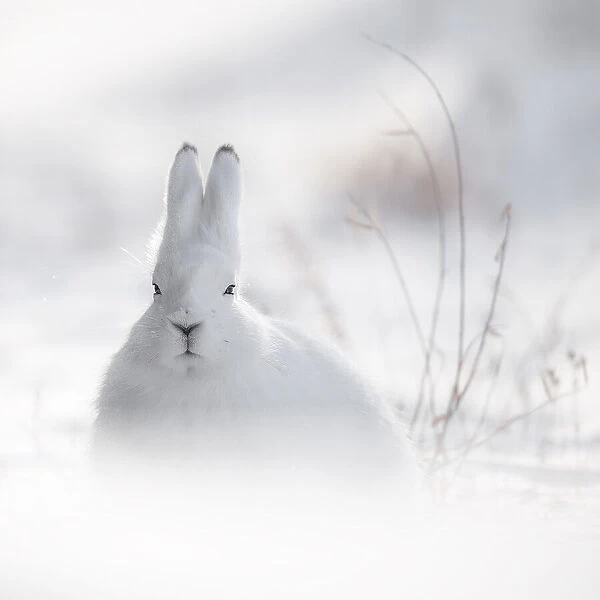 Wild Arctic Rabbit