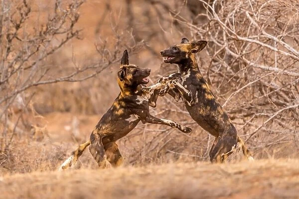 Wild Dogs at Play