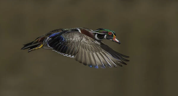 Wood Duck-Male in-flight