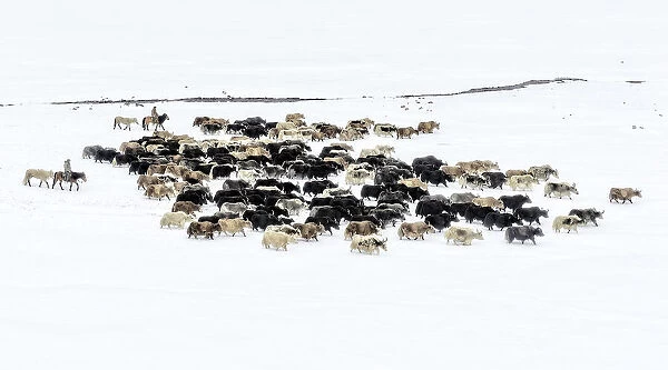 Yaks in snow